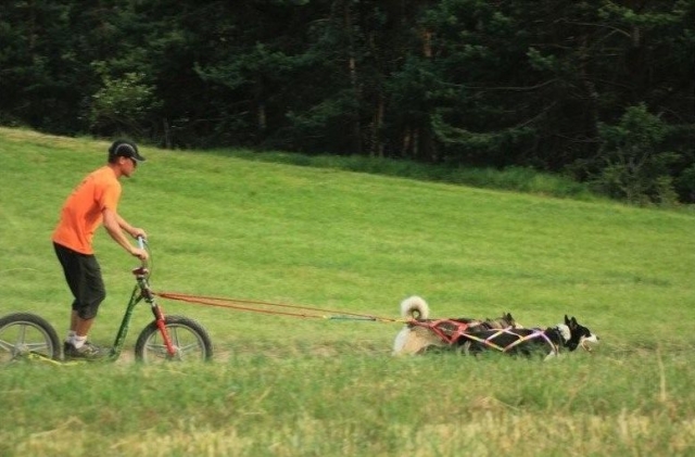  Cani Trottinette 